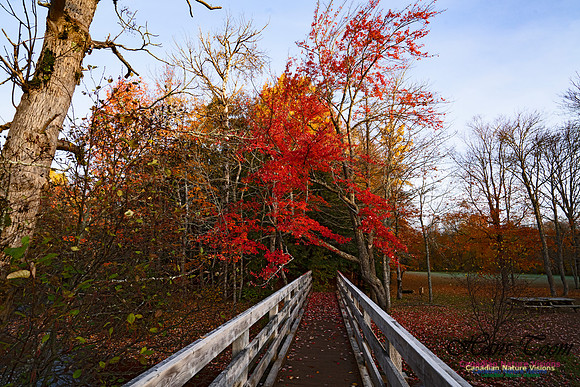 Fall Colours in the Hardwood Forests 126