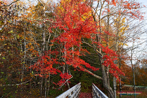 Fall Colours in the Hardwood Forests 127