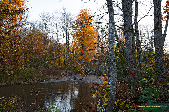 Fall Colours in the Hardwood Forests 128