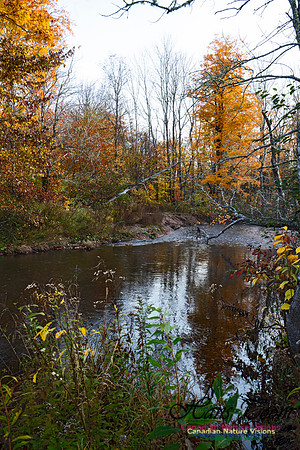 Fall Colours in the Hardwood Forests 129