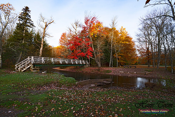 Fall Colours in the Hardwood Forests 130