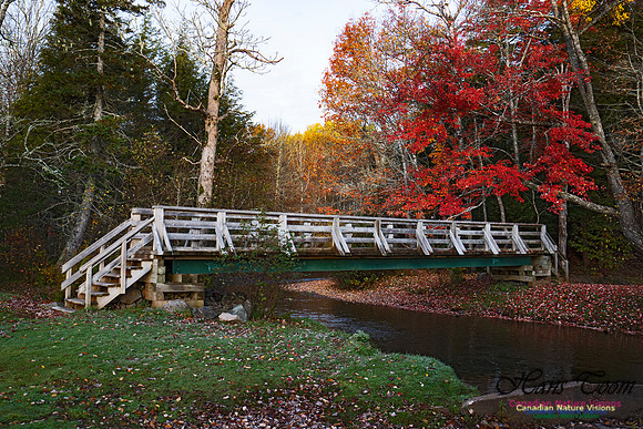 Fall Colours in the Hardwood Forests 131