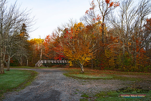 Fall Colours in the Hardwood Forests 132