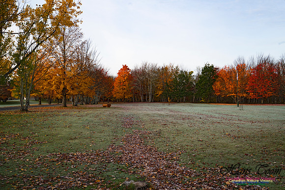 Fall Colours in the Hardwood Forests 133