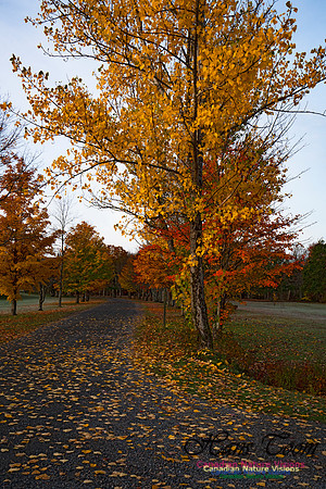 Fall Colours in the Hardwood Forests 134
