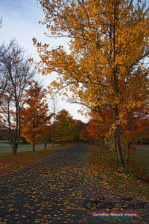 Fall Colours in the Hardwood Forests 135