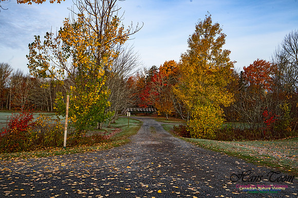 Fall Colours in the Hardwood Forests 136
