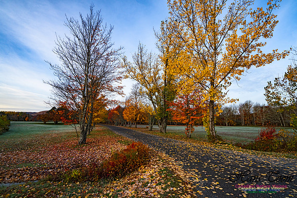 Fall Colours in the Hardwood Forests 137