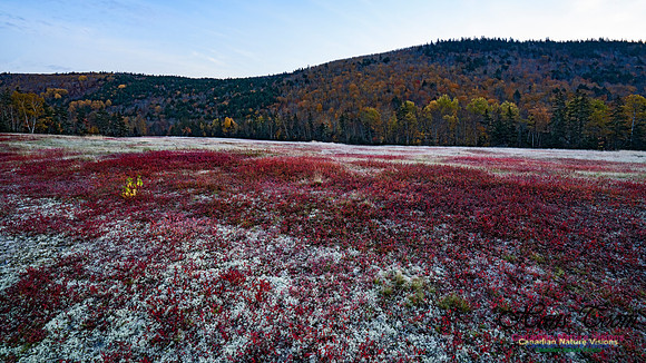 Fall Colours in the Hardwood Forests 138