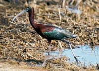 Glossy Ibis