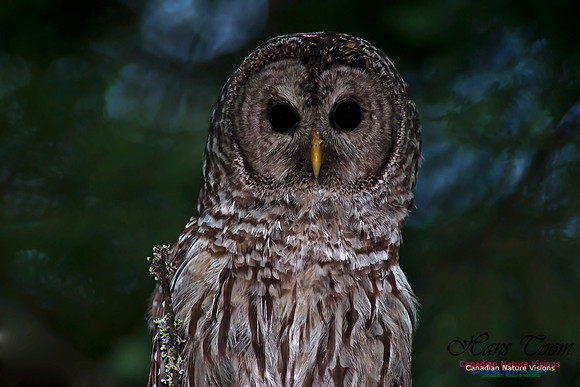 Barred Owl