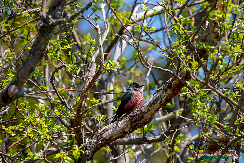 Lewis's Woodpecker 6