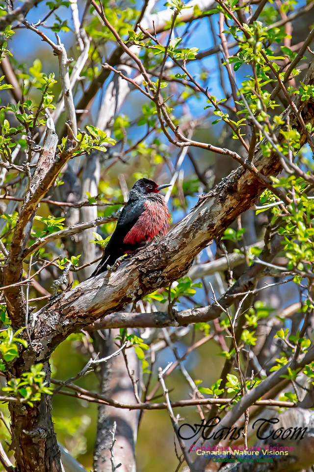 Lewis's Woodpecker 5