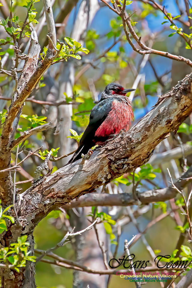 Lewis's Woodpecker 4