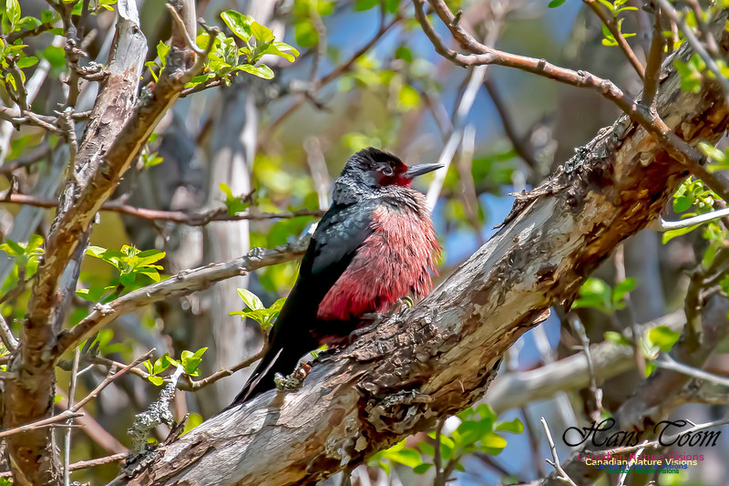 Lewis's Woodpecker 11