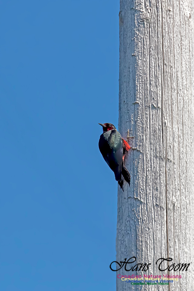 Lewis's Woodpecker 10