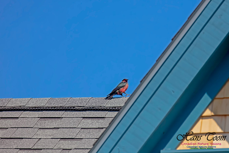 Lewis's Woodpecker 8