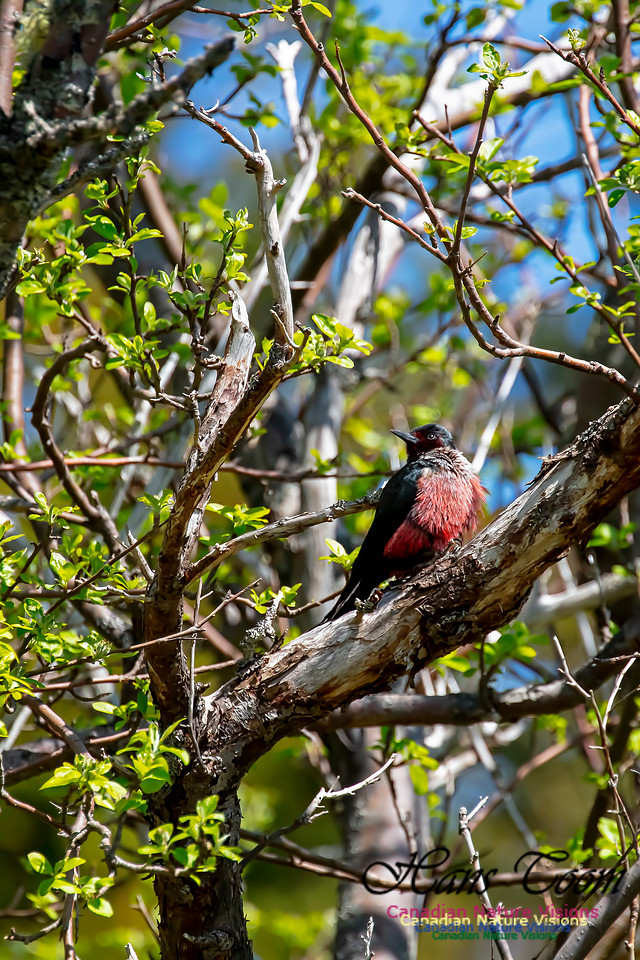 Lewis's Woodpecker 7