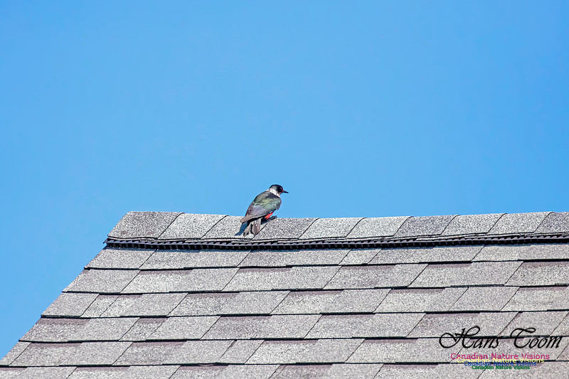 Lewis's Woodpecker 9