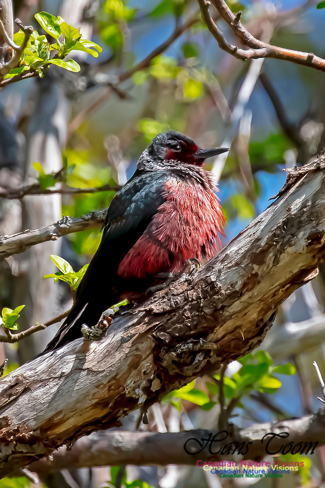 Lewis's Woodpecker 12