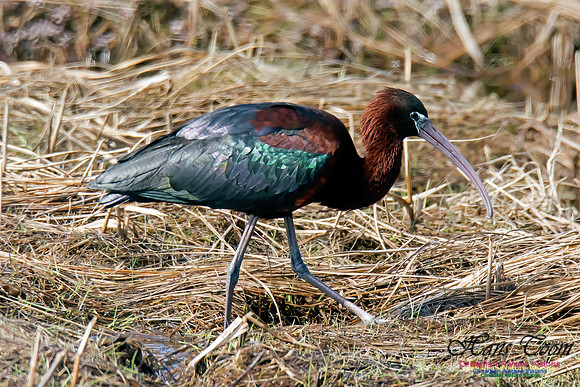 Glossy Ibis