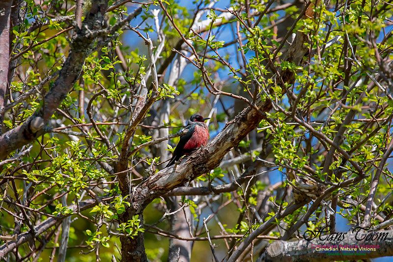 Lewis's Woodpecker 20