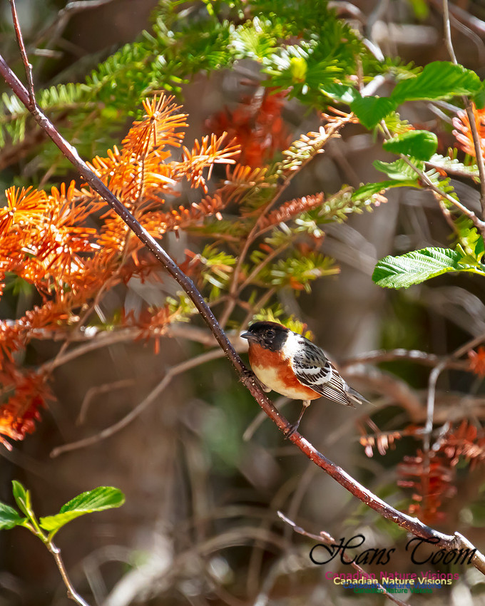Bay-breasted Warbler 110