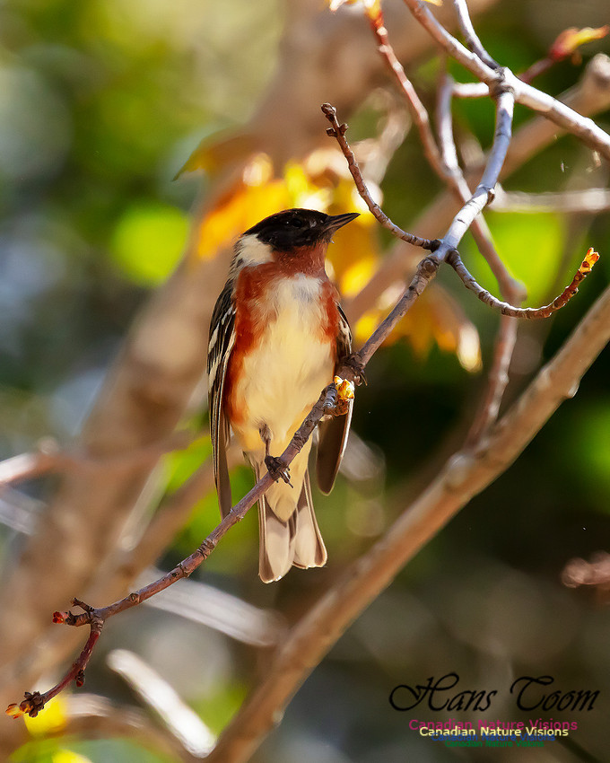 Bay-breasted Warbler 108