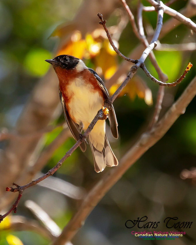 Bay-breasted Warbler 109