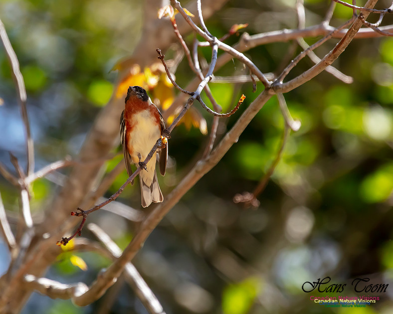 Bay-breasted Warbler 107