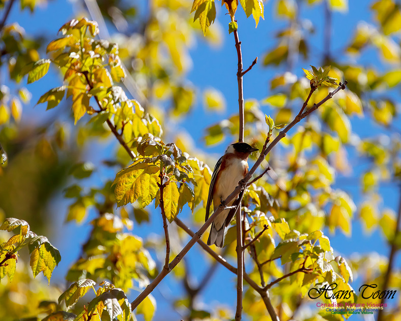 Bay-breasted Warbler 106