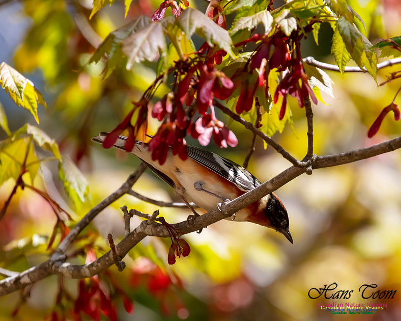Bay-breasted Warbler 105