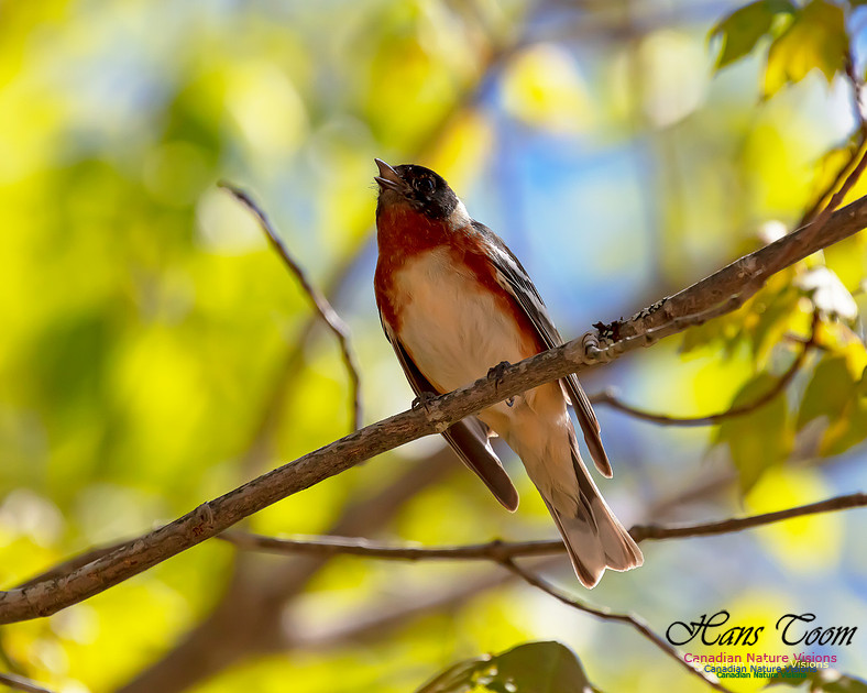 Bay-breasted Warbler 102