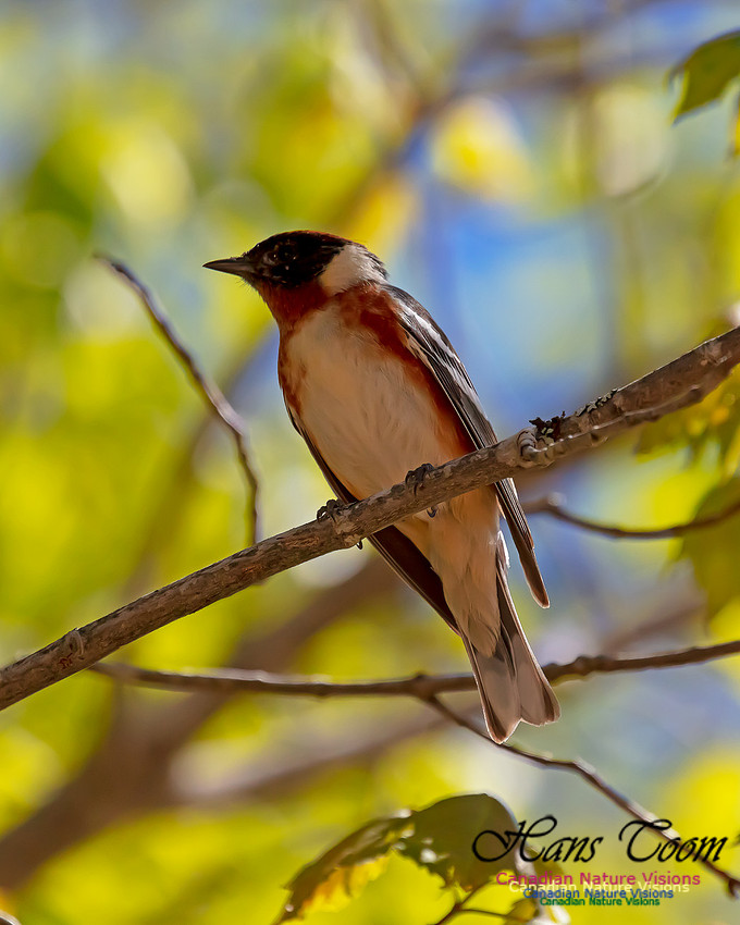 Bay-breasted Warbler 100
