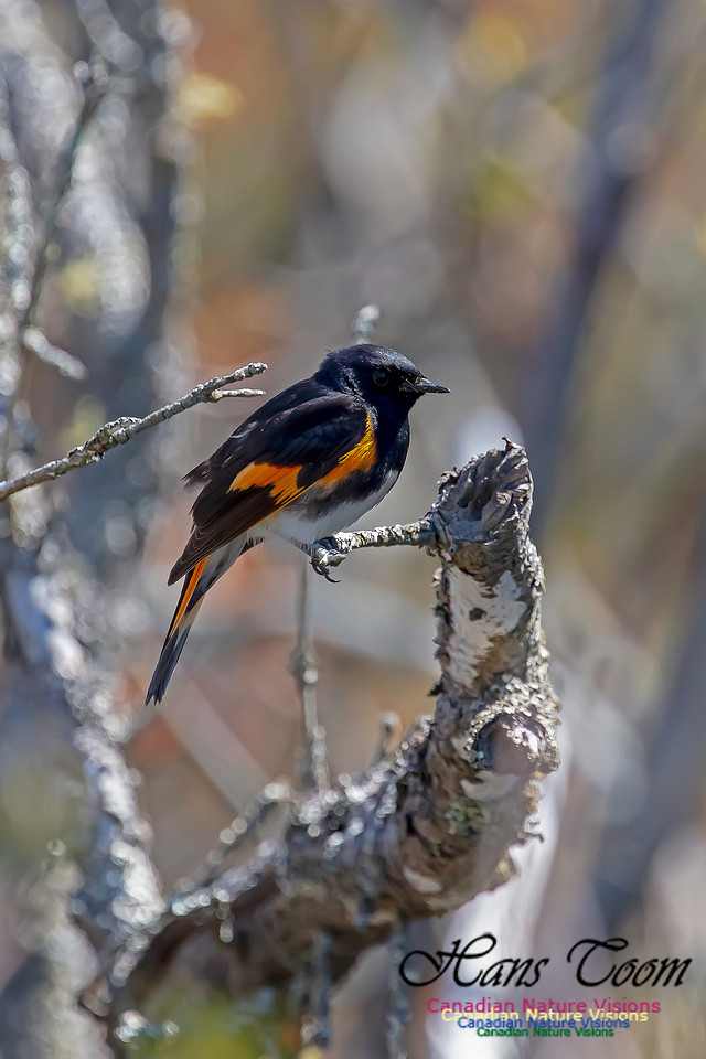 American Redstart 61