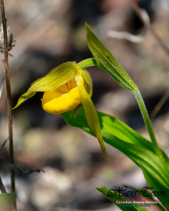 Yellow Ladies's Slipper Orchid 108