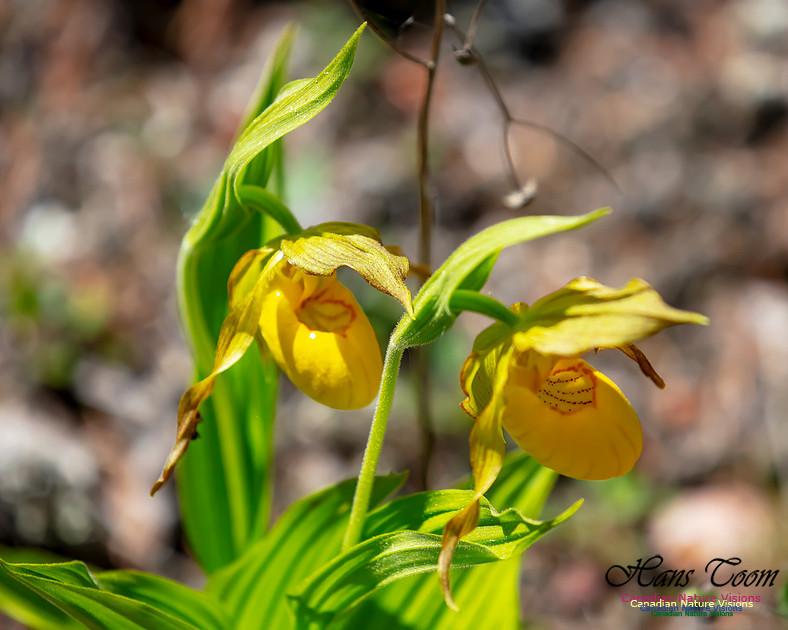 Yellow Ladies's Slipper Orchid 105