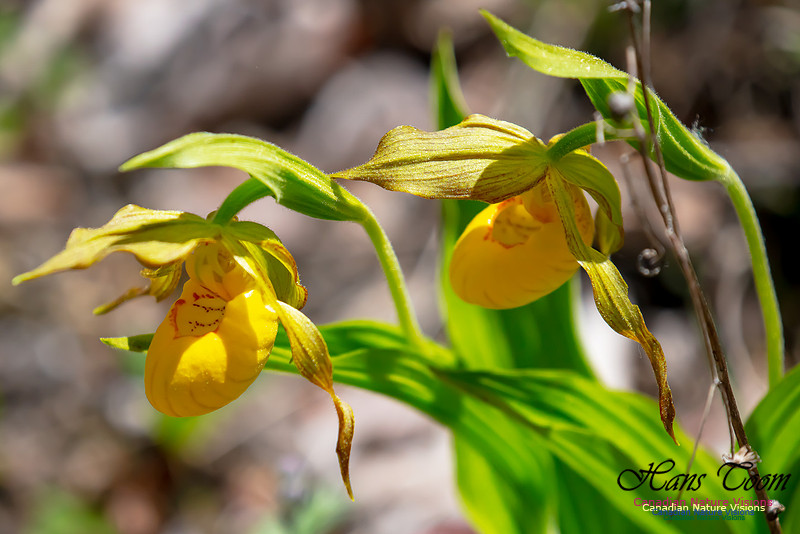 Yellow Ladies's Slipper Orchid 104