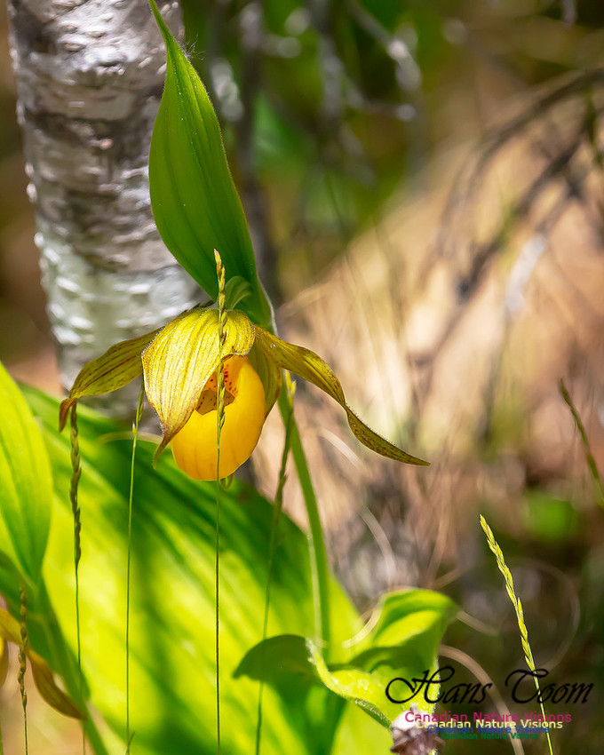 Yellow Ladies's Slipper Orchid 102