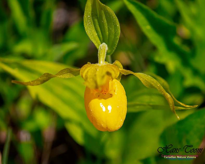 Yellow Ladies's Slipper Orchid 100