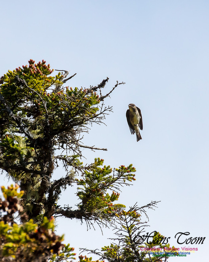 Olive-sided Flycatcher 8