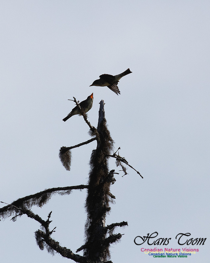 Olive-sided Flycatcher 7