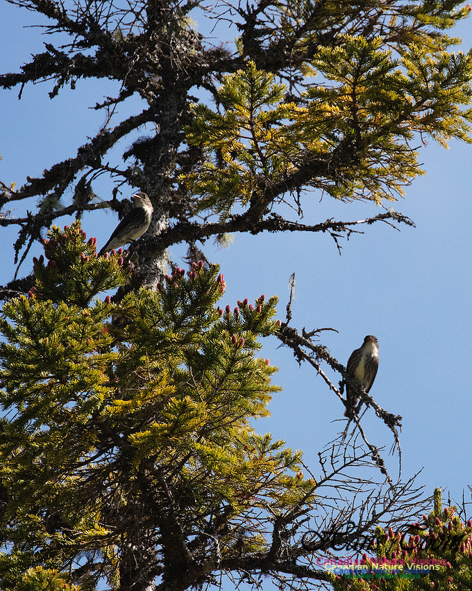 Olive-sided Flycatcher 6