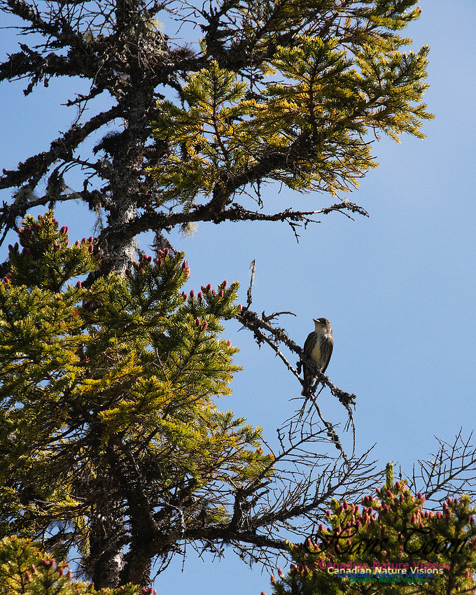 Olive-sided Flycatcher 5