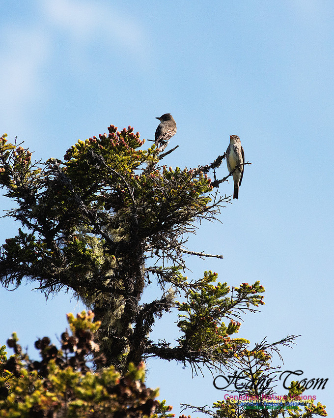 Olive-sided Flycatcher 4