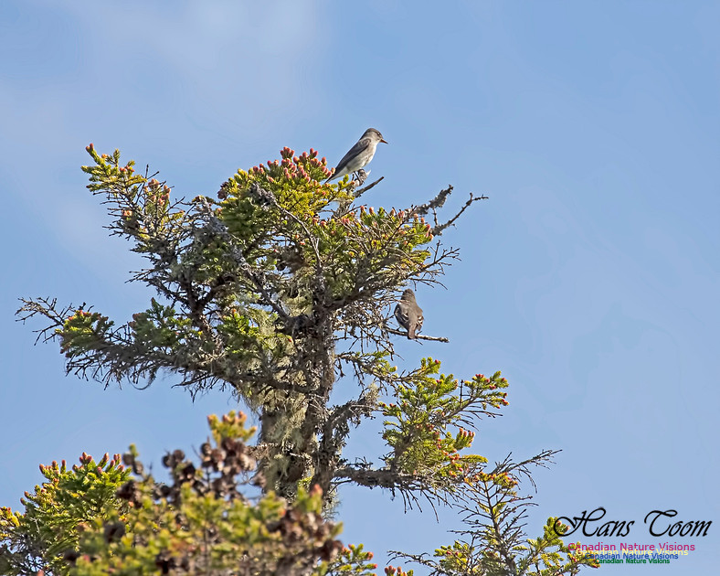 Olive-sided Flycatcher 2