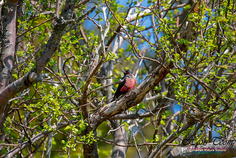Lewis's Woodpecker 22