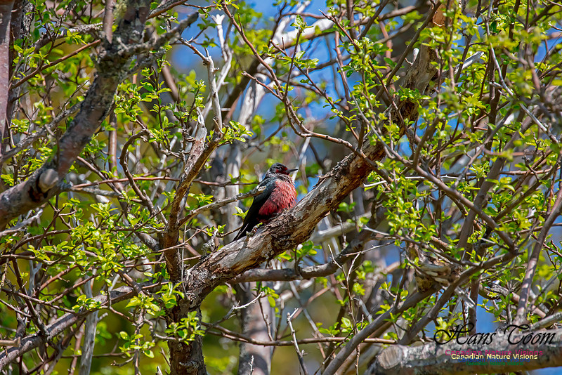 Lewis's Woodpecker 21