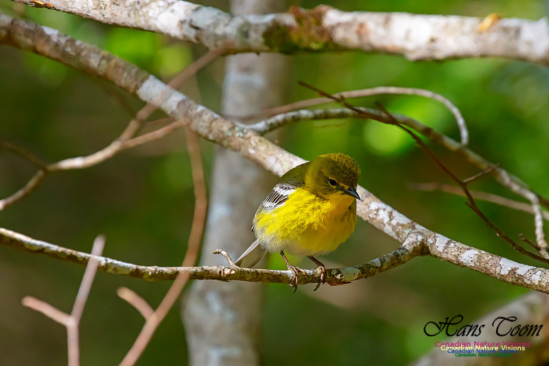 Pine Warbler 104