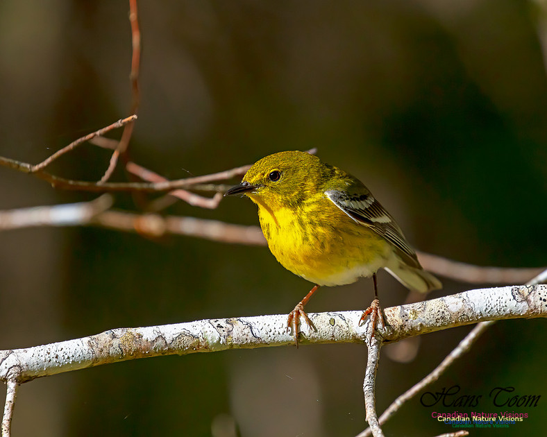 Pine Warbler 102